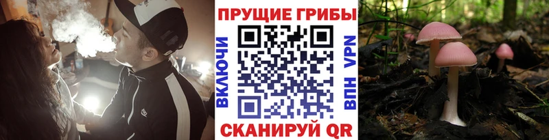 закладка  Полярные Зори  Псилоцибиновые грибы Psilocybe 
